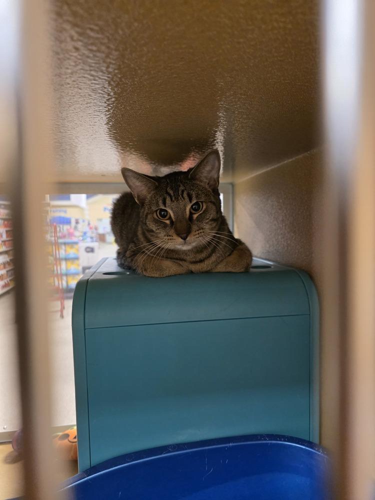 Enlarge Bruce, a Adoptable Domestic Short Hair in Anoka, MN image 2/2