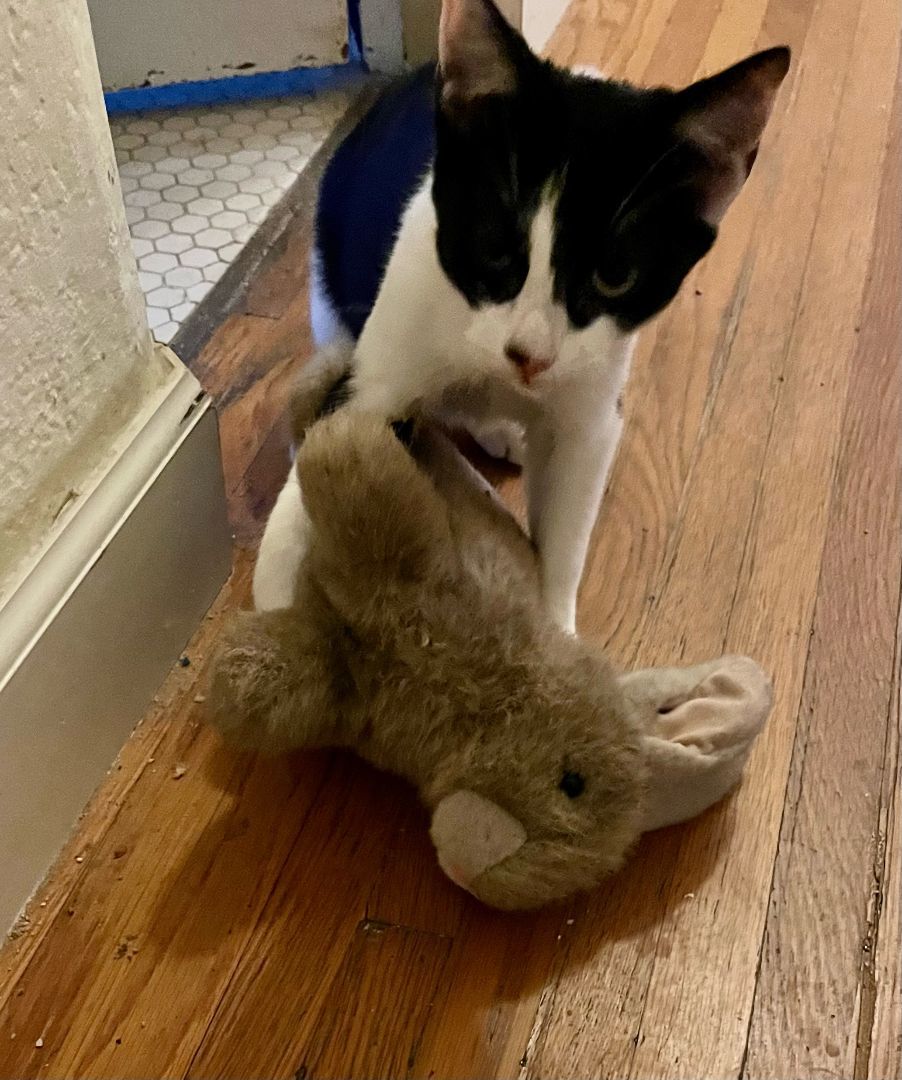 Enlarge Adopt Saphara: The Sophisticated Tuxedo Cat Who Loves to Cuddle!, a Adoptable Tuxedo in Tustin, CA image 1/3