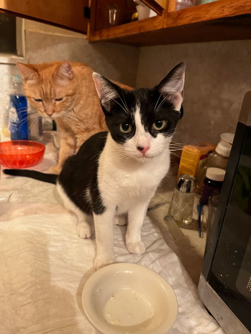 Enlarge Adopt Saphara: The Sophisticated Tuxedo Cat Who Loves to Cuddle!, a Adoptable Tuxedo in Tustin, CA image 2/3