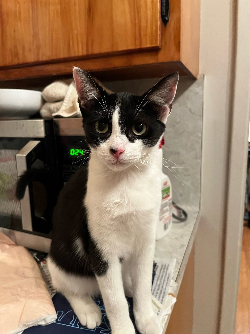 Enlarge Adopt Saphara: The Sophisticated Tuxedo Cat Who Loves to Cuddle!, a Adoptable Tuxedo in Tustin, CA image 3/3