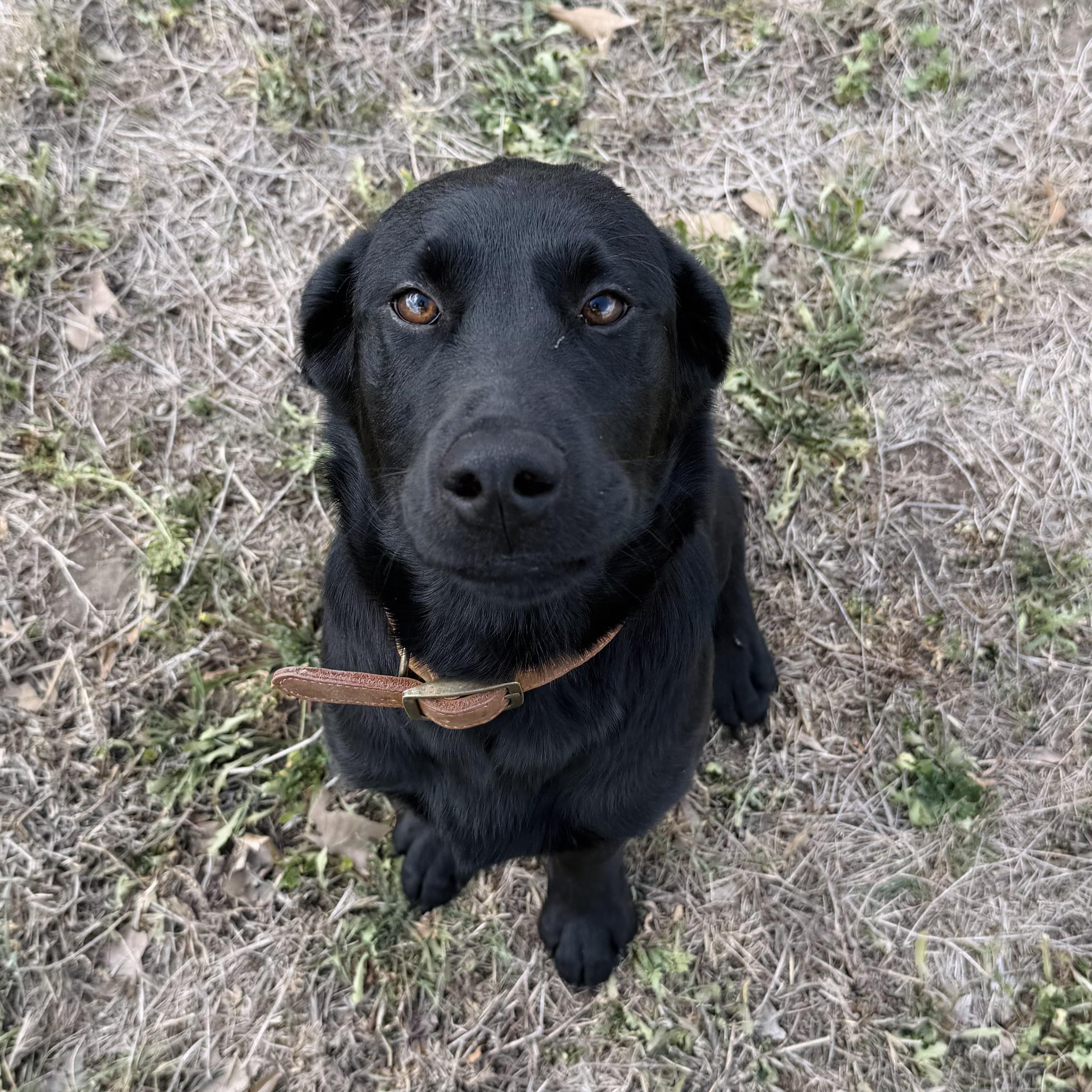 Sam, a ADOPTABLE mixed breed in Seguin, TX image 2/4