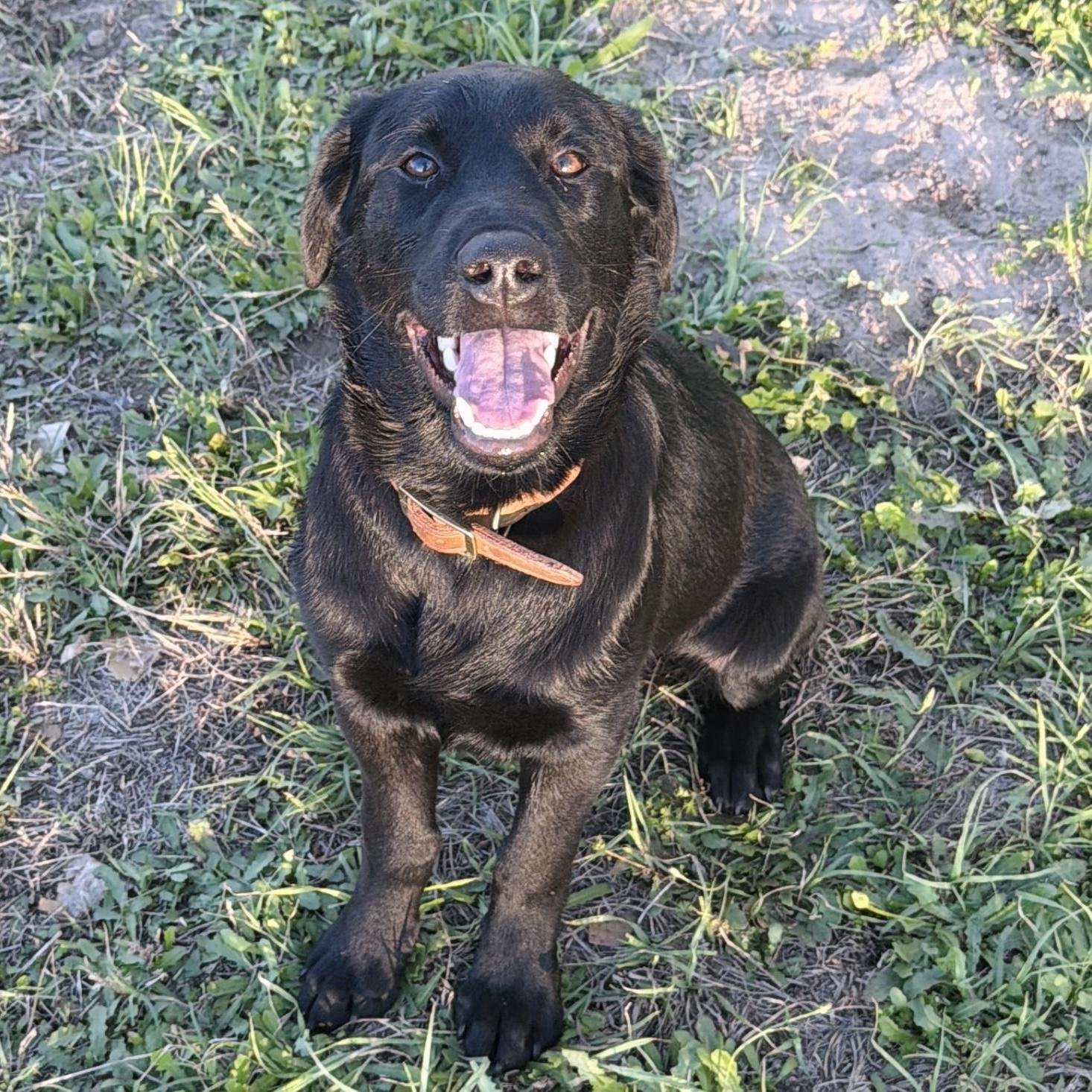 Sam, a ADOPTABLE mixed breed in Seguin, TX image 3/4