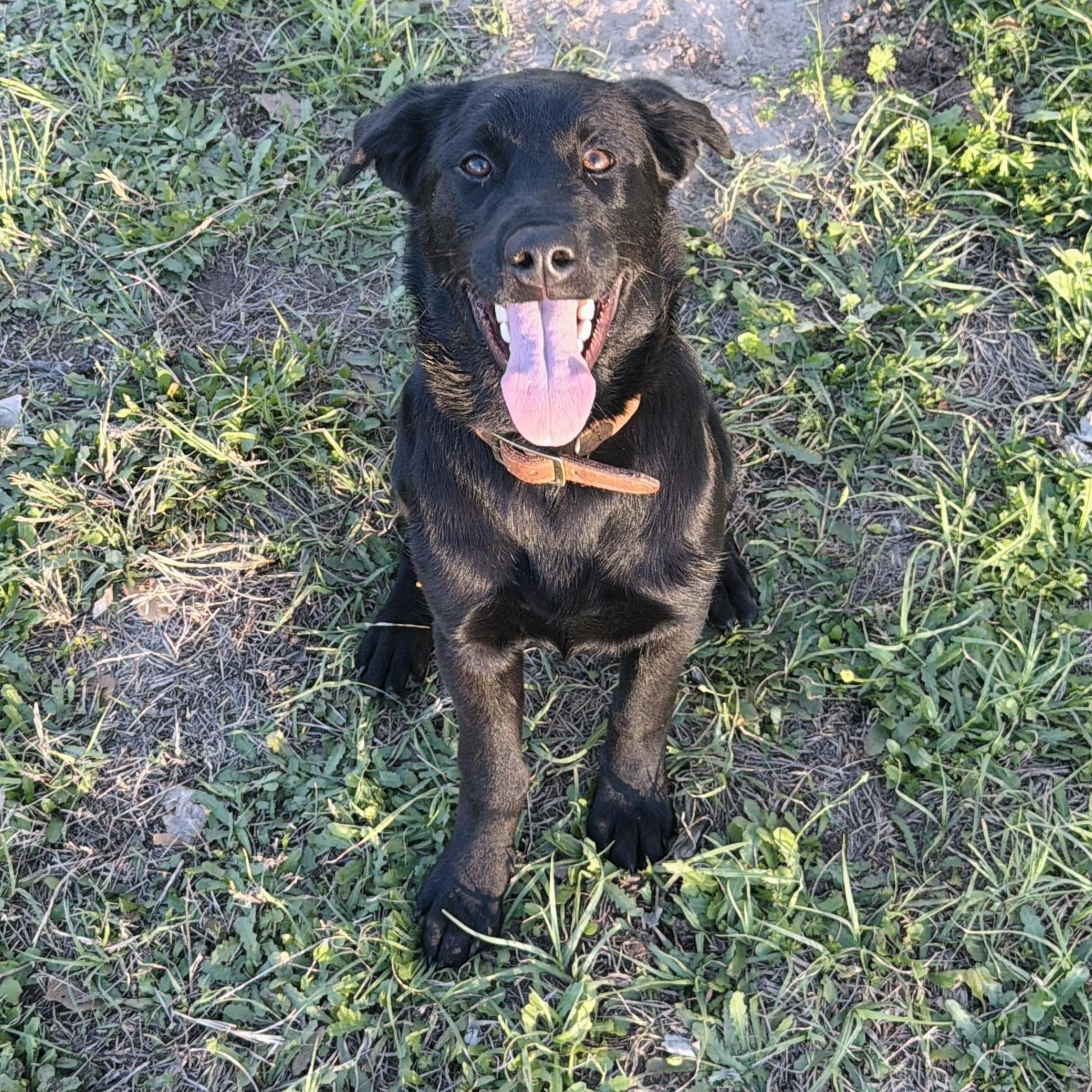 Sam, a ADOPTABLE mixed breed in Seguin, TX image 1/4