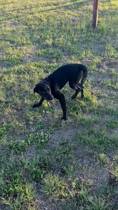 Enlarge Sam, a ADOPTABLE mixed breed in Seguin, TX video 4/4