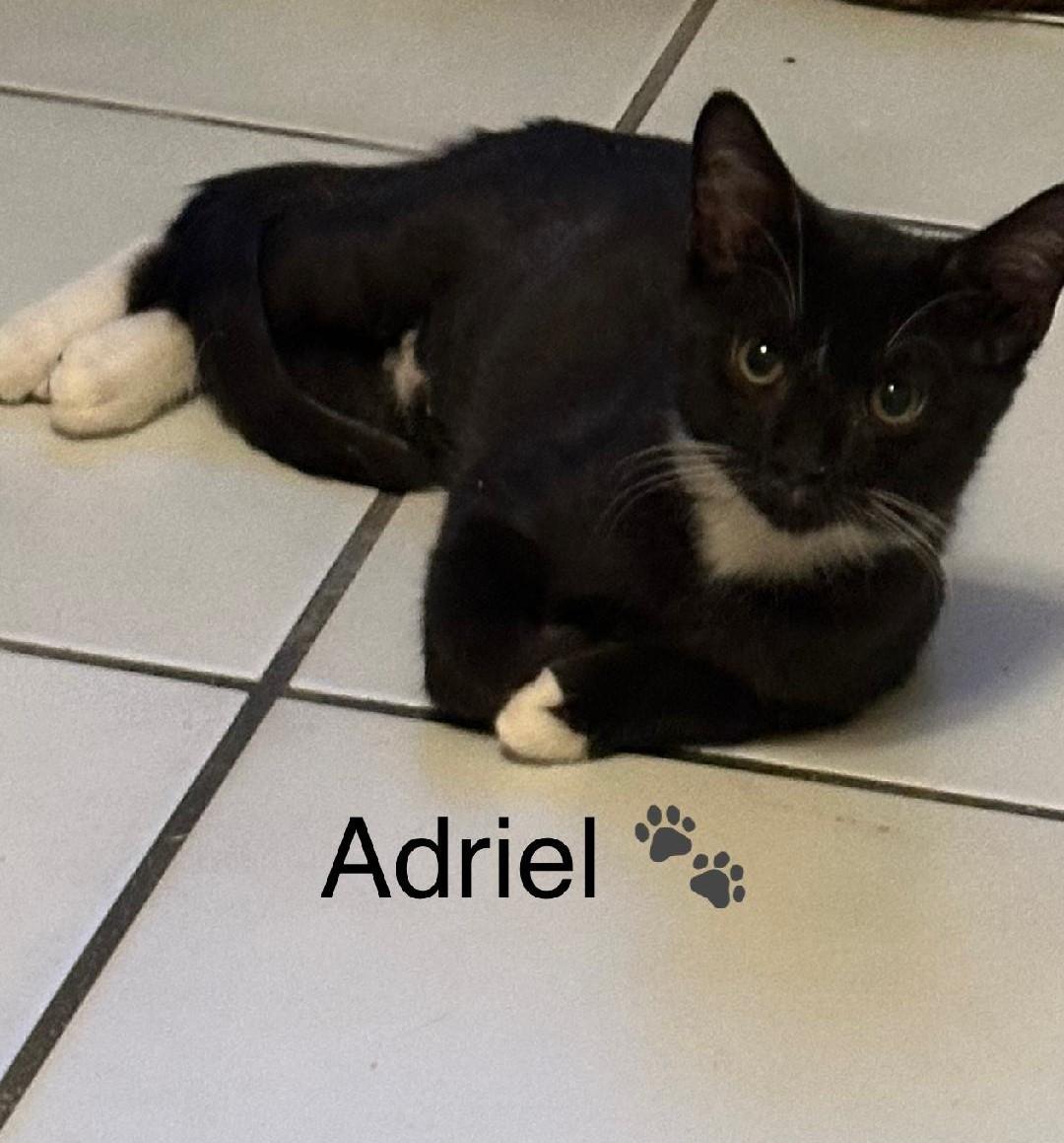 Amelia & Adriel BONDED