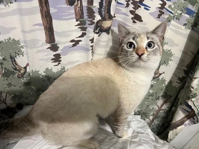 Snowball, an adopted mixed breed in Toms Brook, VA image 1/5