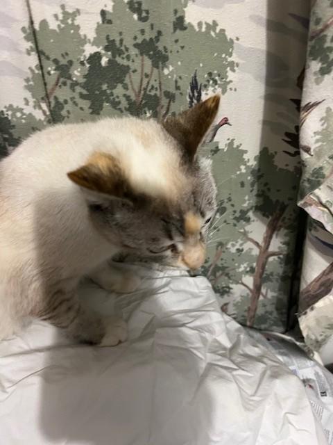 Snowball, an adopted mixed breed in Toms Brook, VA image 2/5