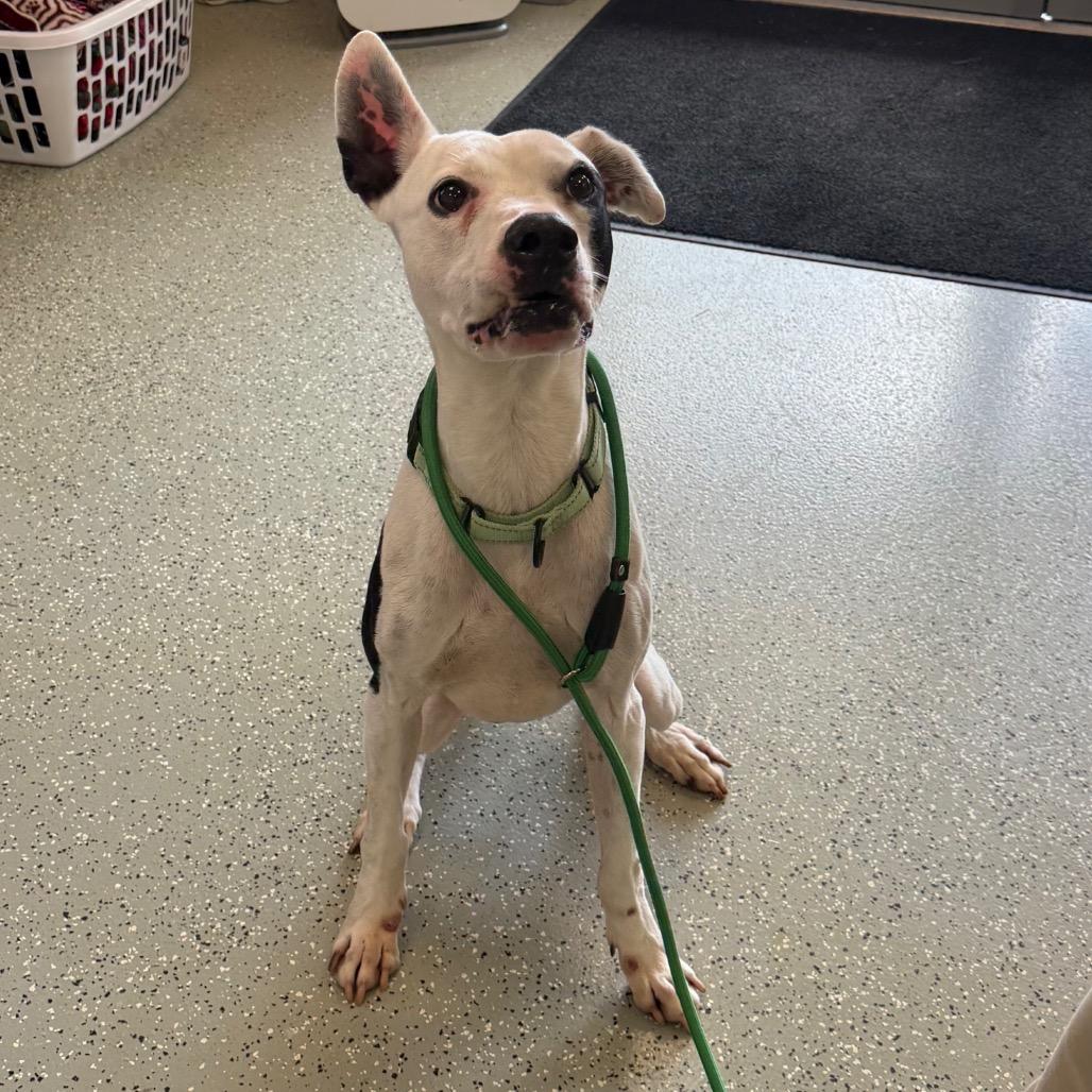 Enlarge Nelly, a Adoptable mixed breed in Galax, VA image 1/4