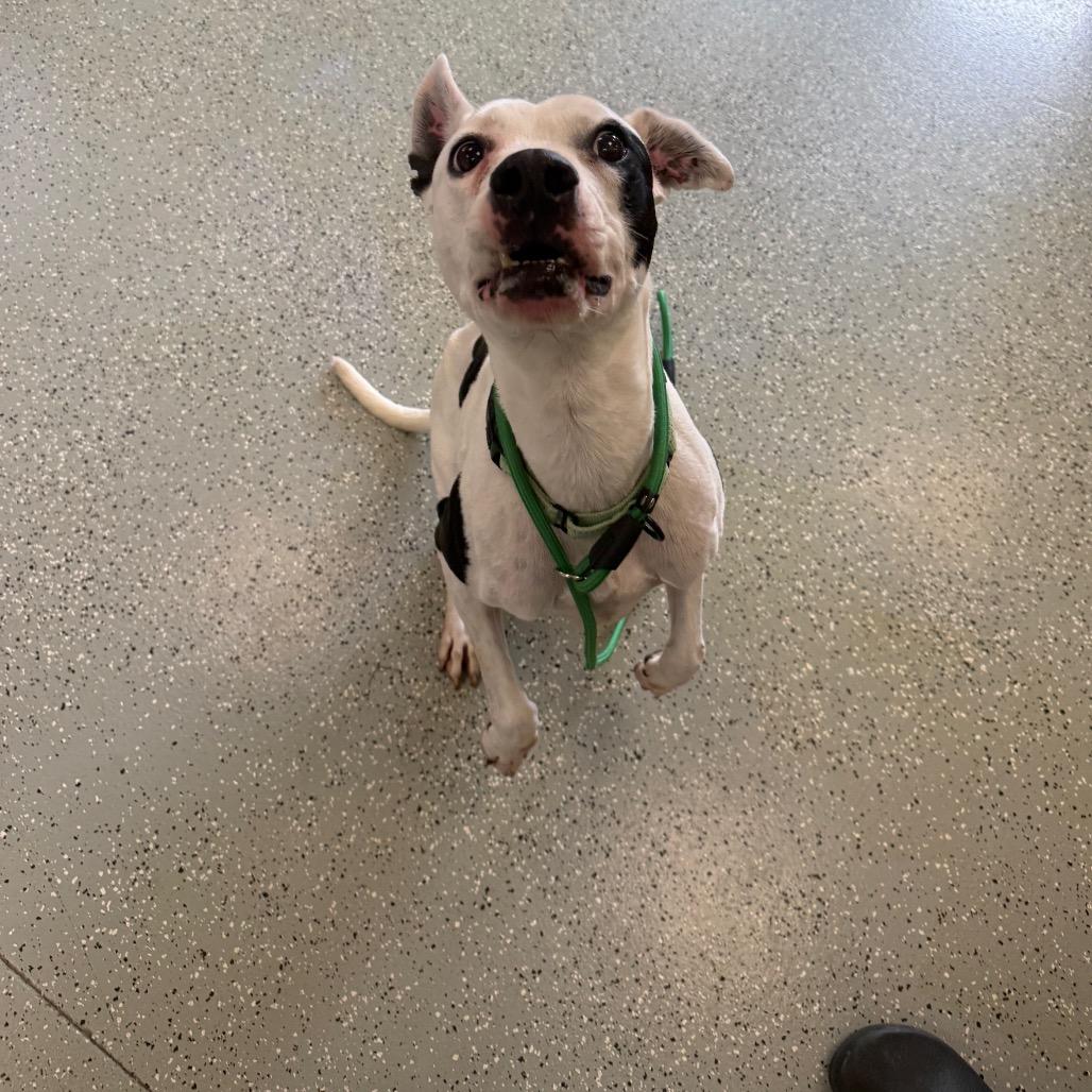 Enlarge Nelly, a Adoptable mixed breed in Galax, VA image 2/4