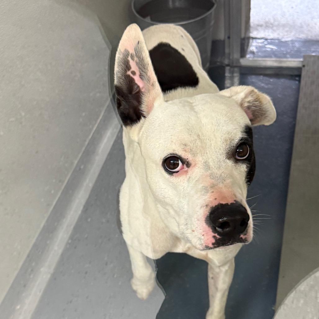 Nelly, Adoptable, Senior Male Terrier & Mixed Breed.