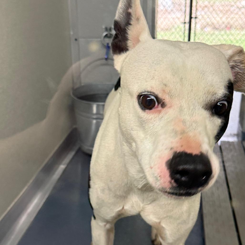 Enlarge Nelly, a Adoptable mixed breed in Galax, VA image 2/2