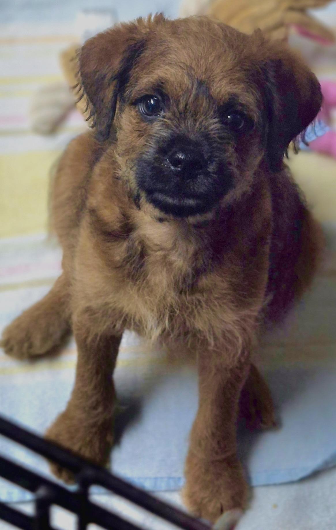 Enlarge River, a ADOPTABLE mixed breed in Los Angeles, CA image 1/3