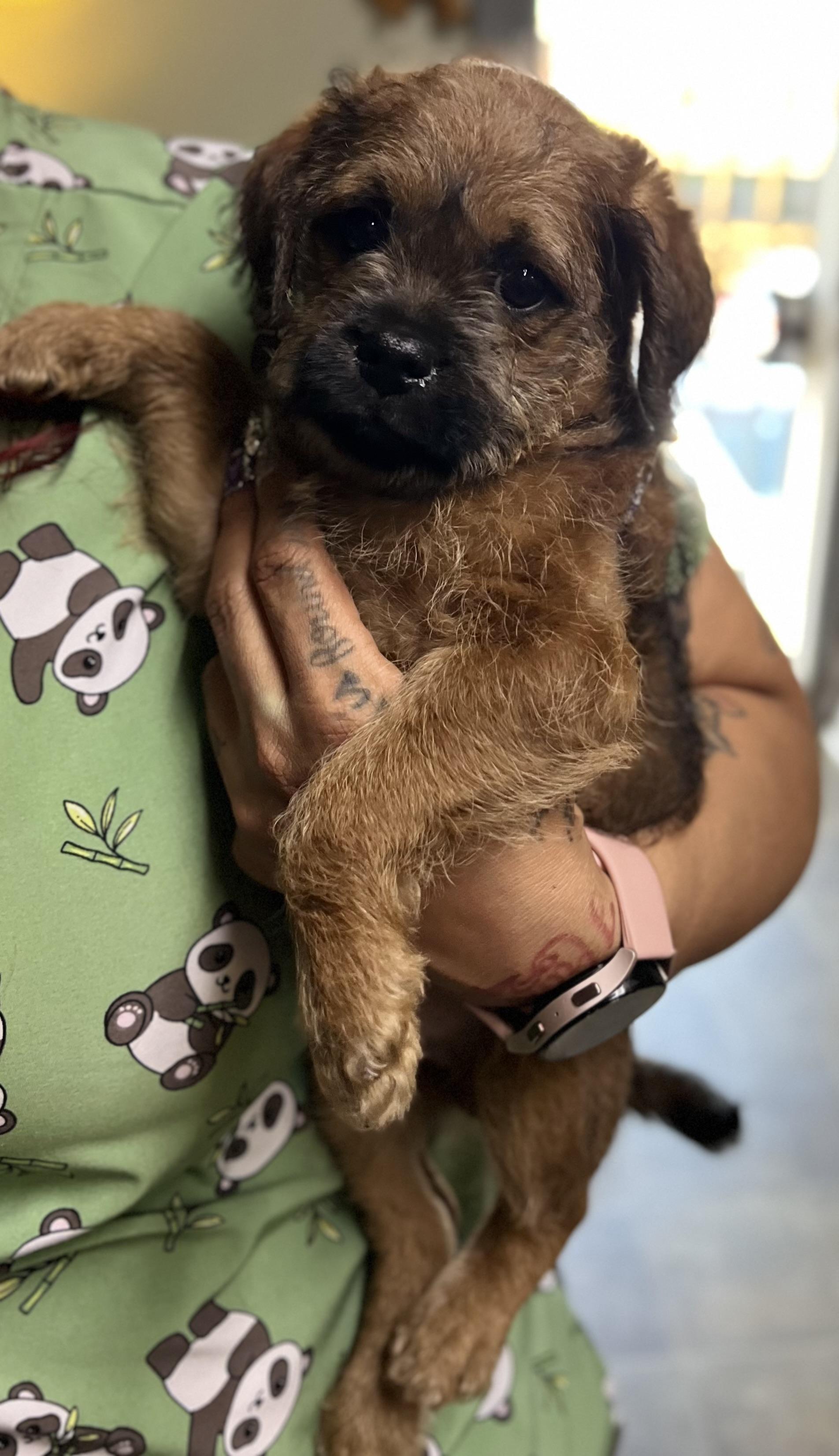 Enlarge River, a ADOPTABLE mixed breed in Los Angeles, CA image 2/3