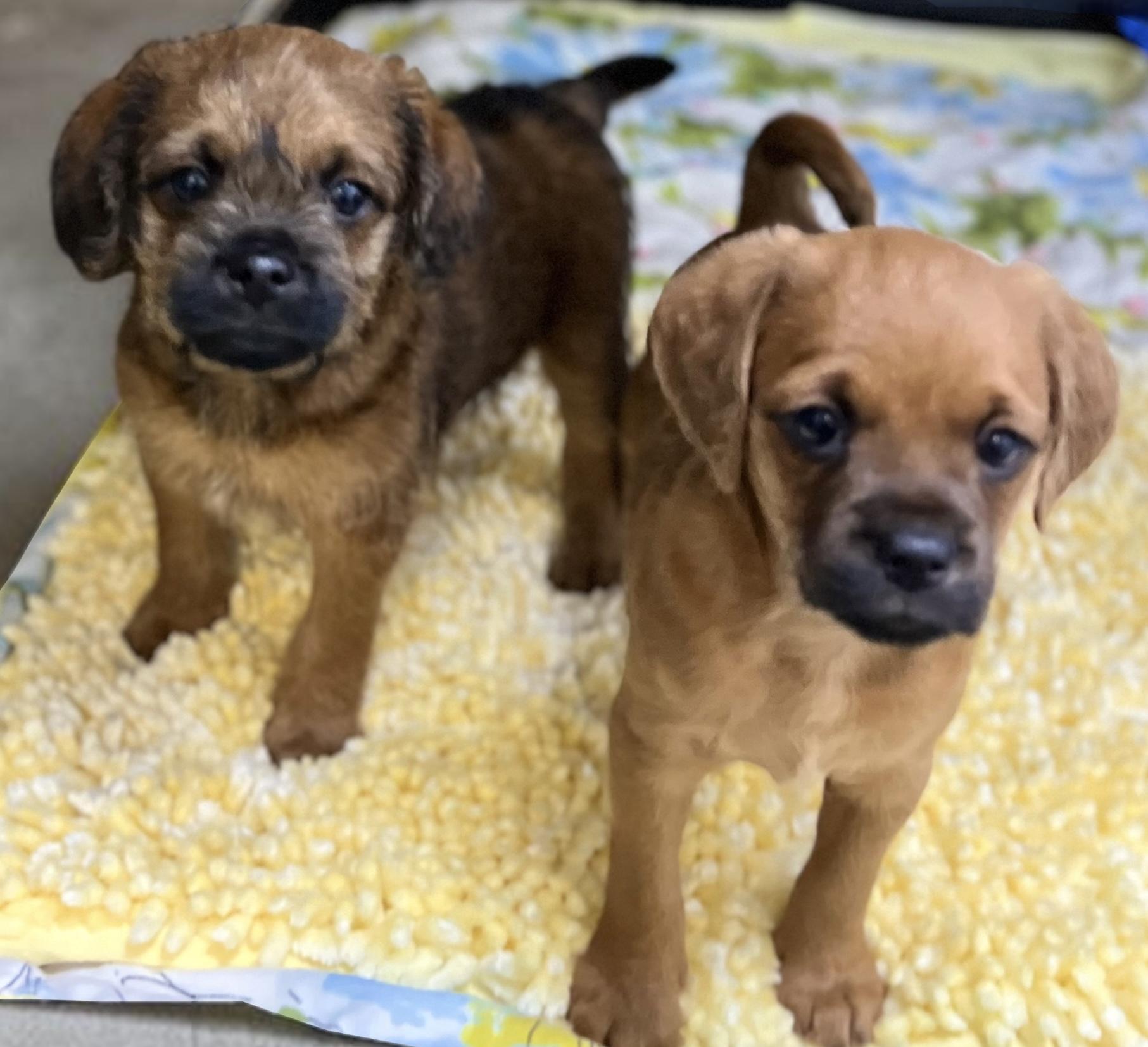 Enlarge River, a ADOPTABLE mixed breed in Los Angeles, CA image 3/3