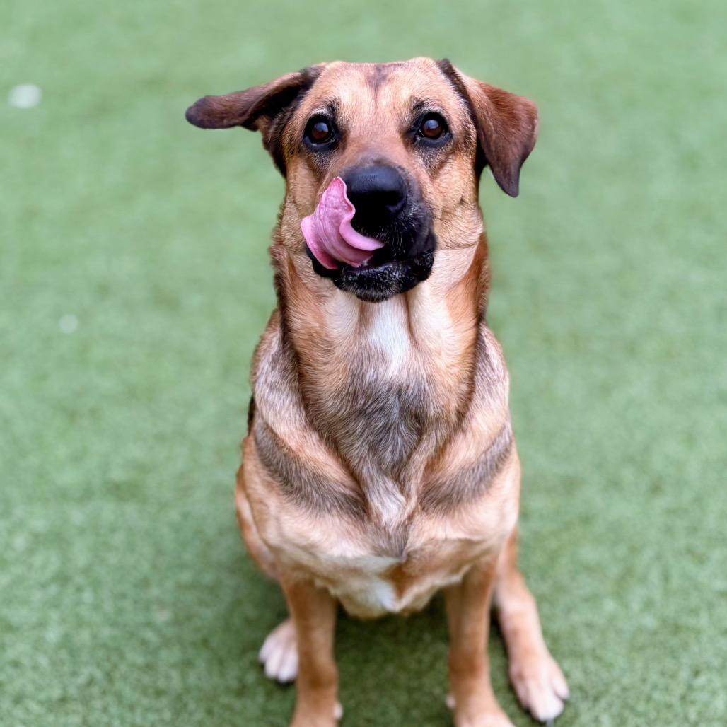 Rosie, Adoptable, Adult Female Mixed Breed.