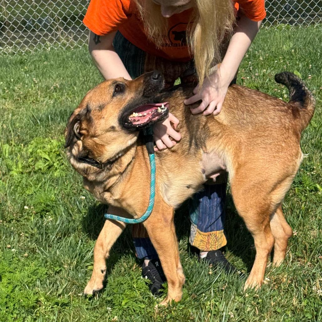 Enlarge Rosie, a Adoptable Mixed Breed in Nashville, IN image 2/6