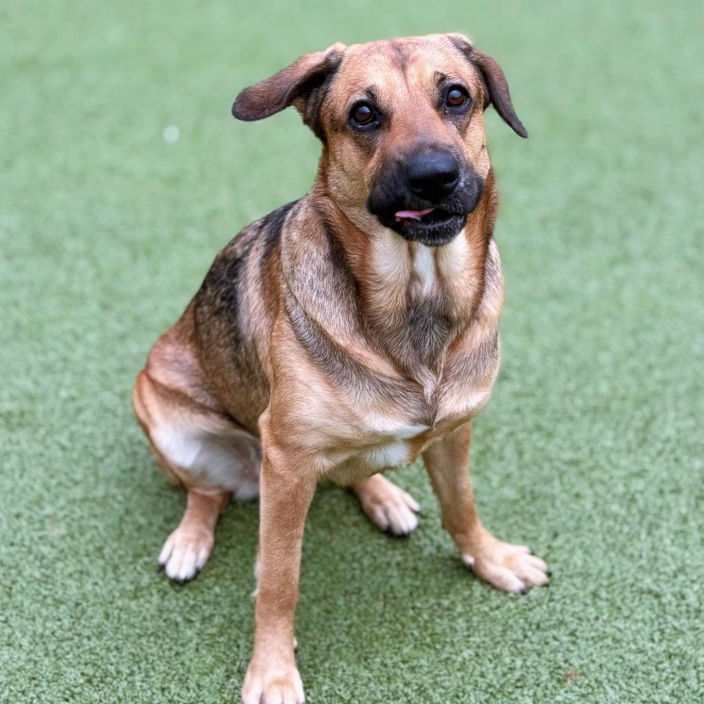 Enlarge Rosie, a Adoptable Mixed Breed in Nashville, IN image 3/6