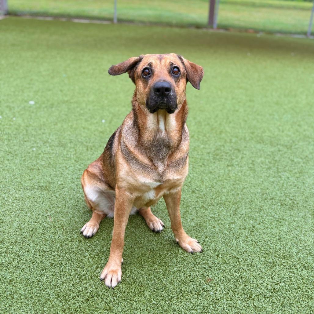 Enlarge Rosie, a Adoptable Mixed Breed in Nashville, IN image 4/6