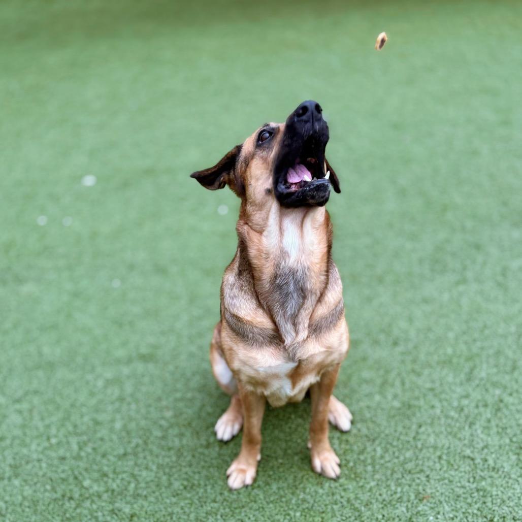 Enlarge Rosie, a Adoptable Mixed Breed in Nashville, IN image 5/6