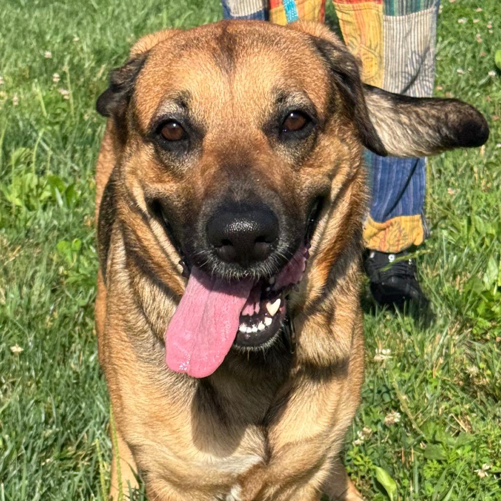 Enlarge Rosie, a Adoptable Mixed Breed in Nashville, IN image 6/6