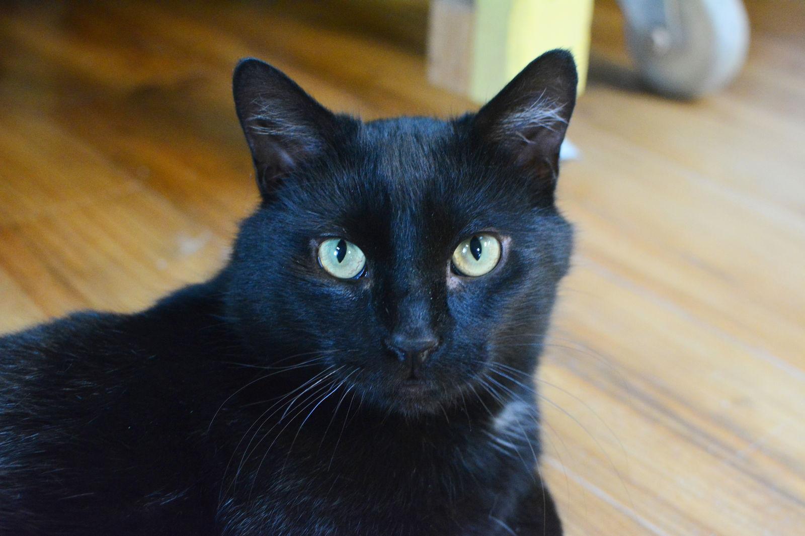 Andalou, Adoptable, Adult Male Domestic Short Hair.
