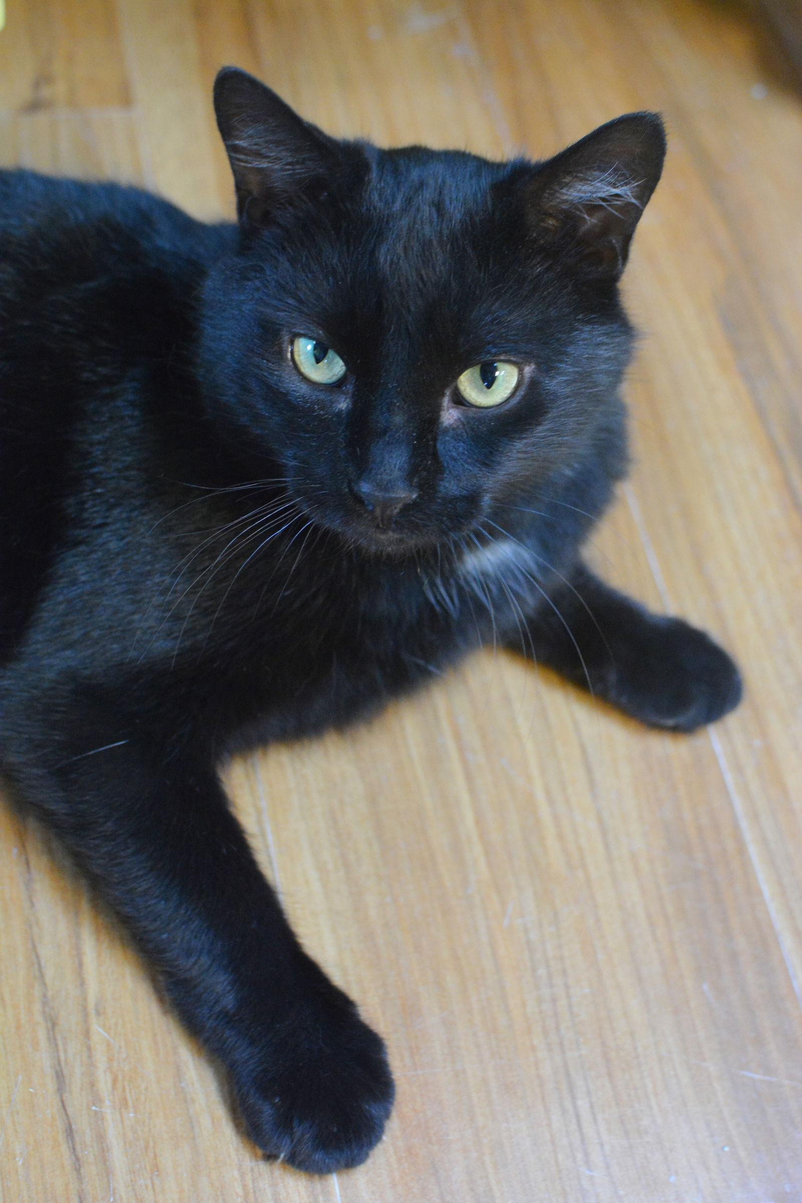 Enlarge Andalou, a Adoptable Domestic Short Hair in Montreal, QC image 2/3