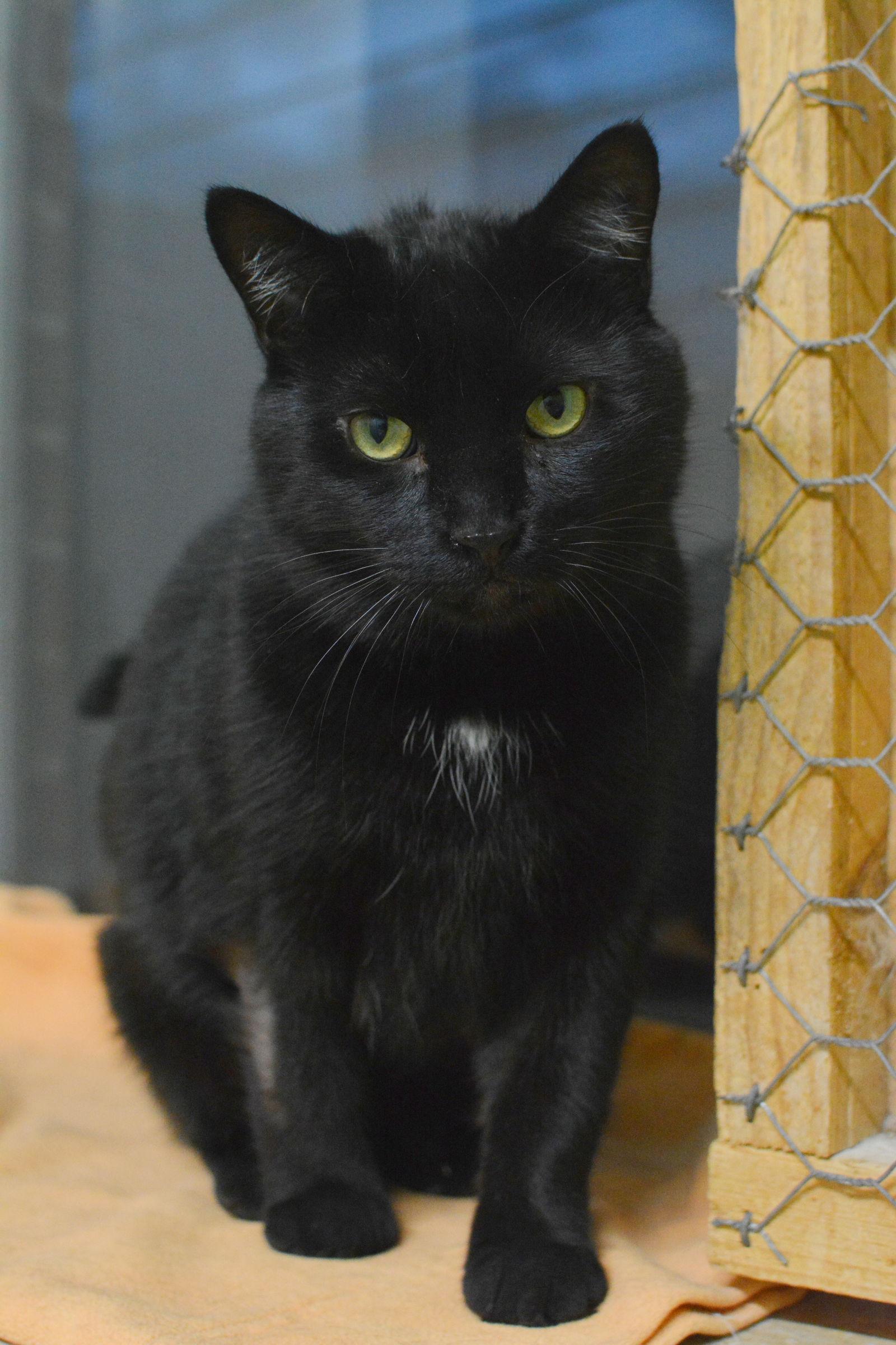 Enlarge Andalou, a Adoptable Domestic Short Hair in Montreal, QC image 3/3