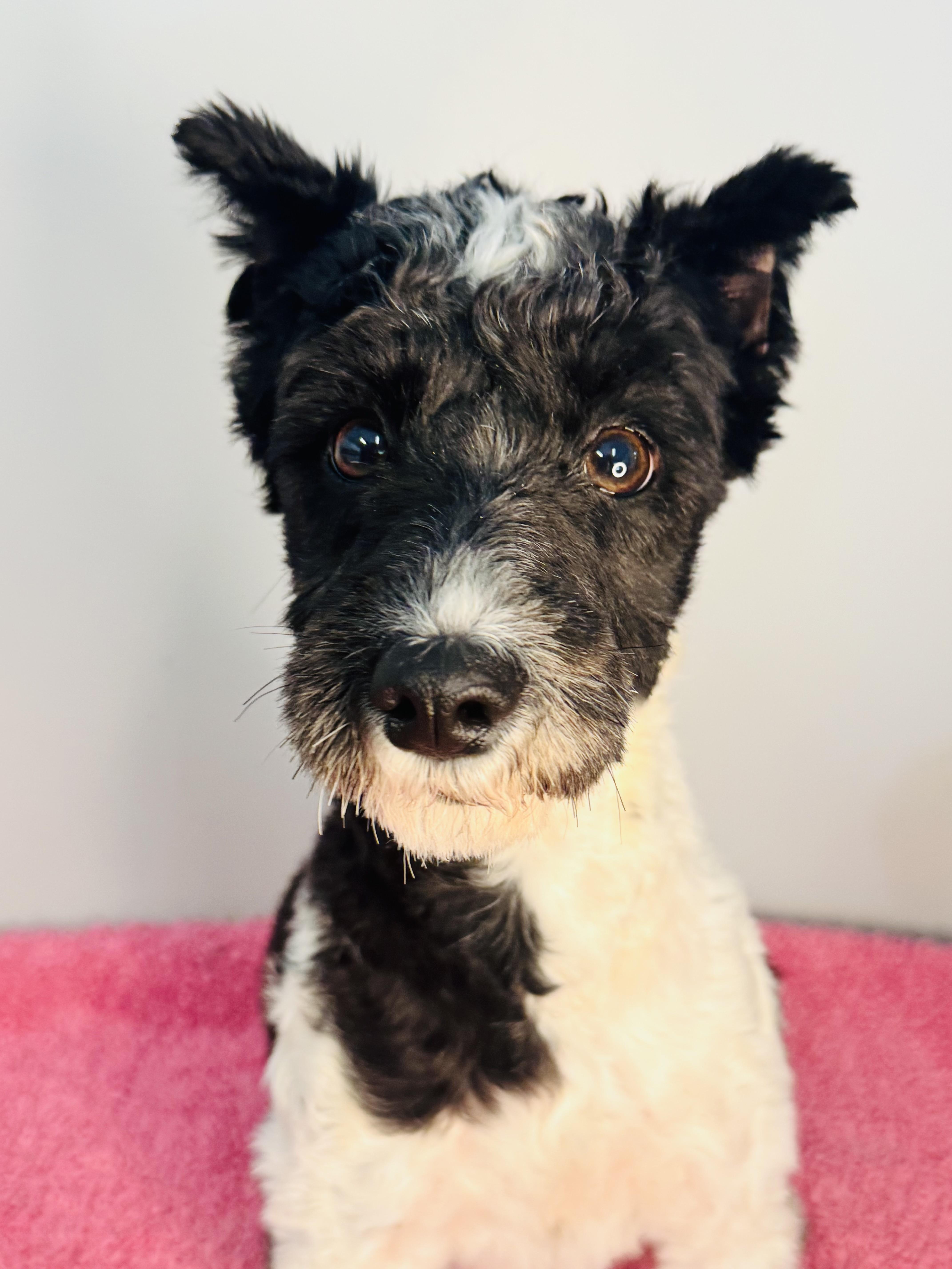 Flower, adopted, Young Female Miniature Schnauzer & Poodle.
