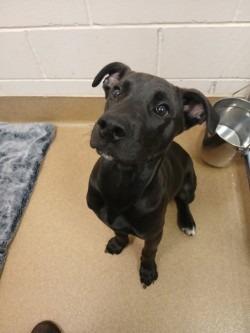 Enlarge Tadpole, a Adoptable Mixed Breed in Grand Forks, ND image 1/1