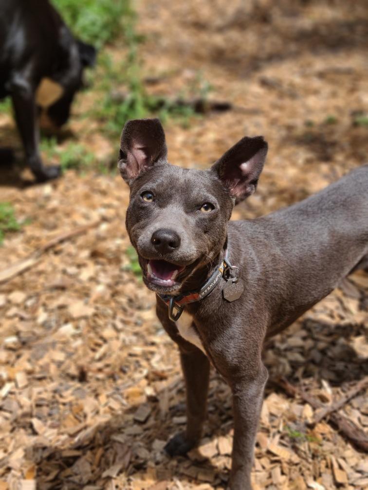 Enlarge Jeeter, a ADOPTABLE mixed breed in Mt Pleasant, SC image 4/5