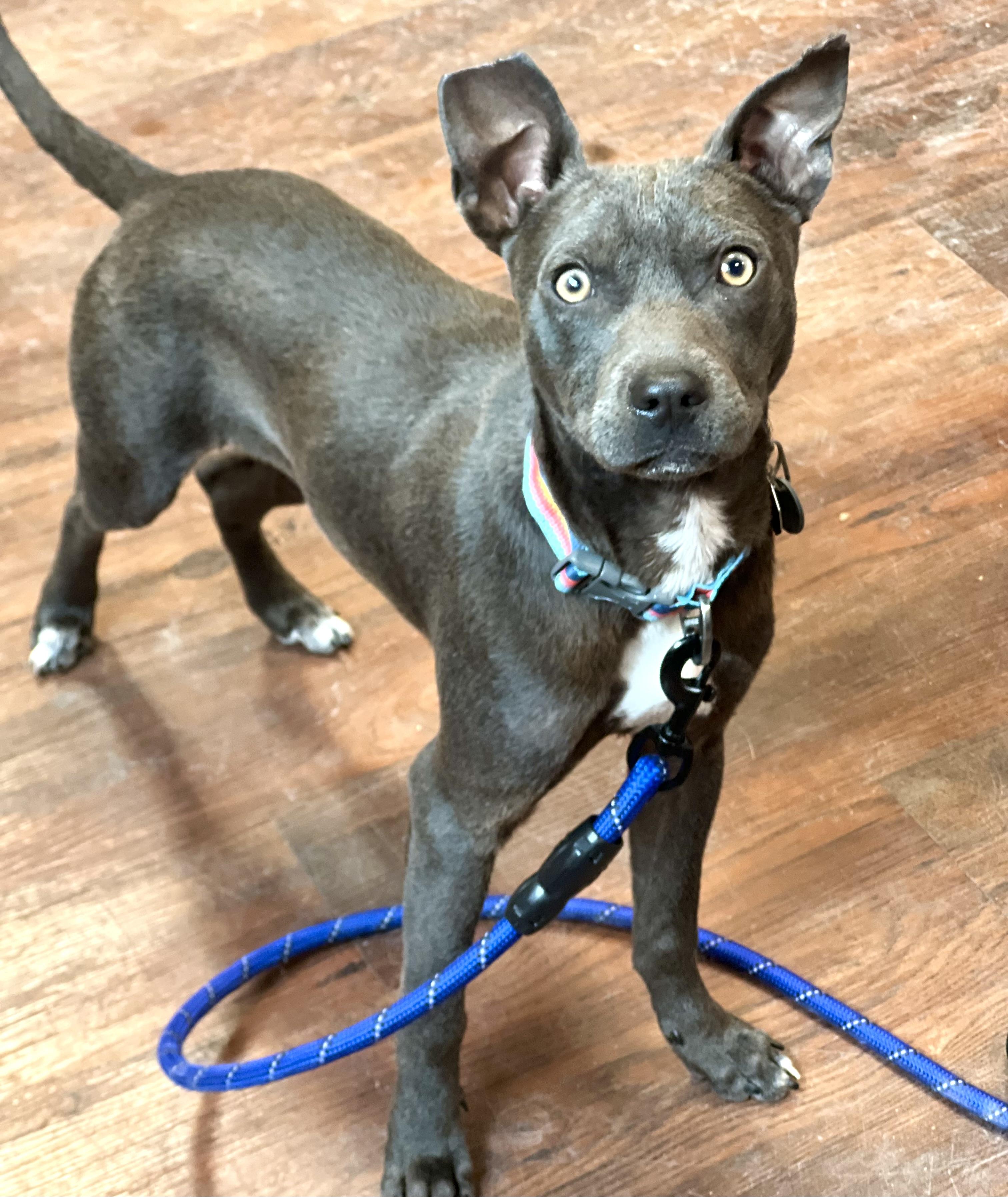 Jeeter, ADOPTABLE, Young Male Mixed Breed.