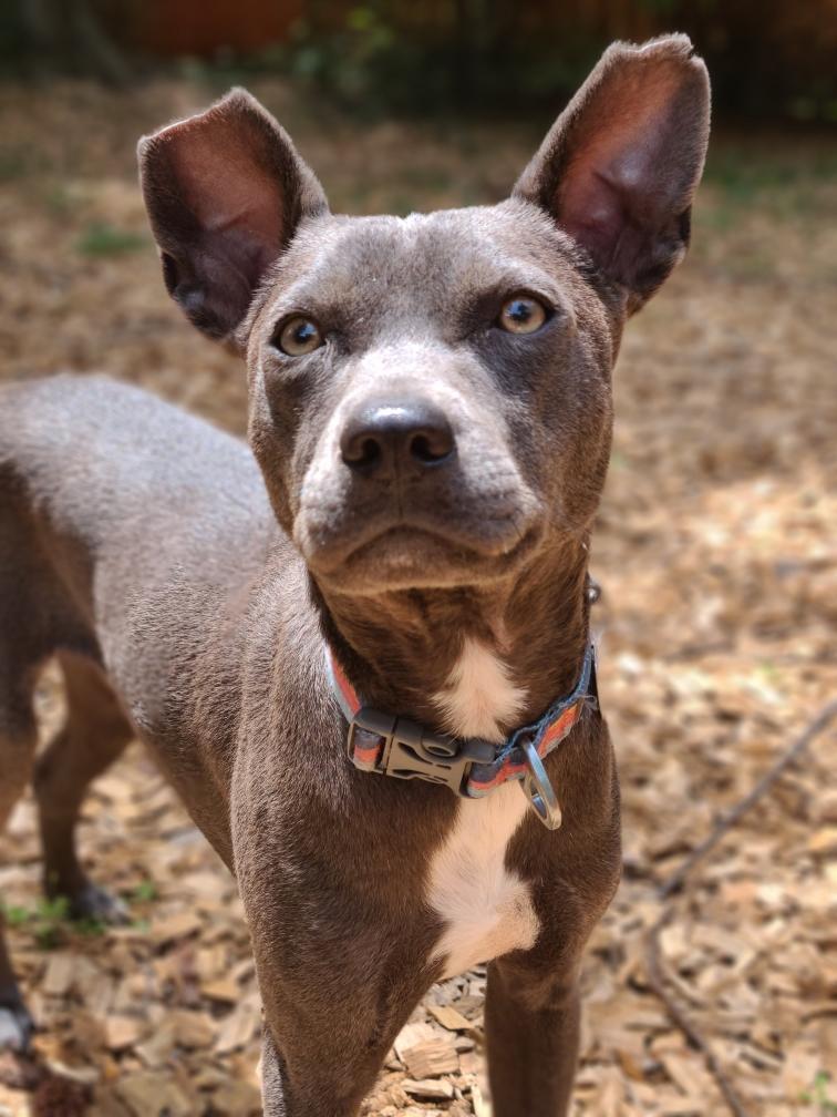 Enlarge Jeeter, a ADOPTABLE mixed breed in Mt Pleasant, SC image 2/5