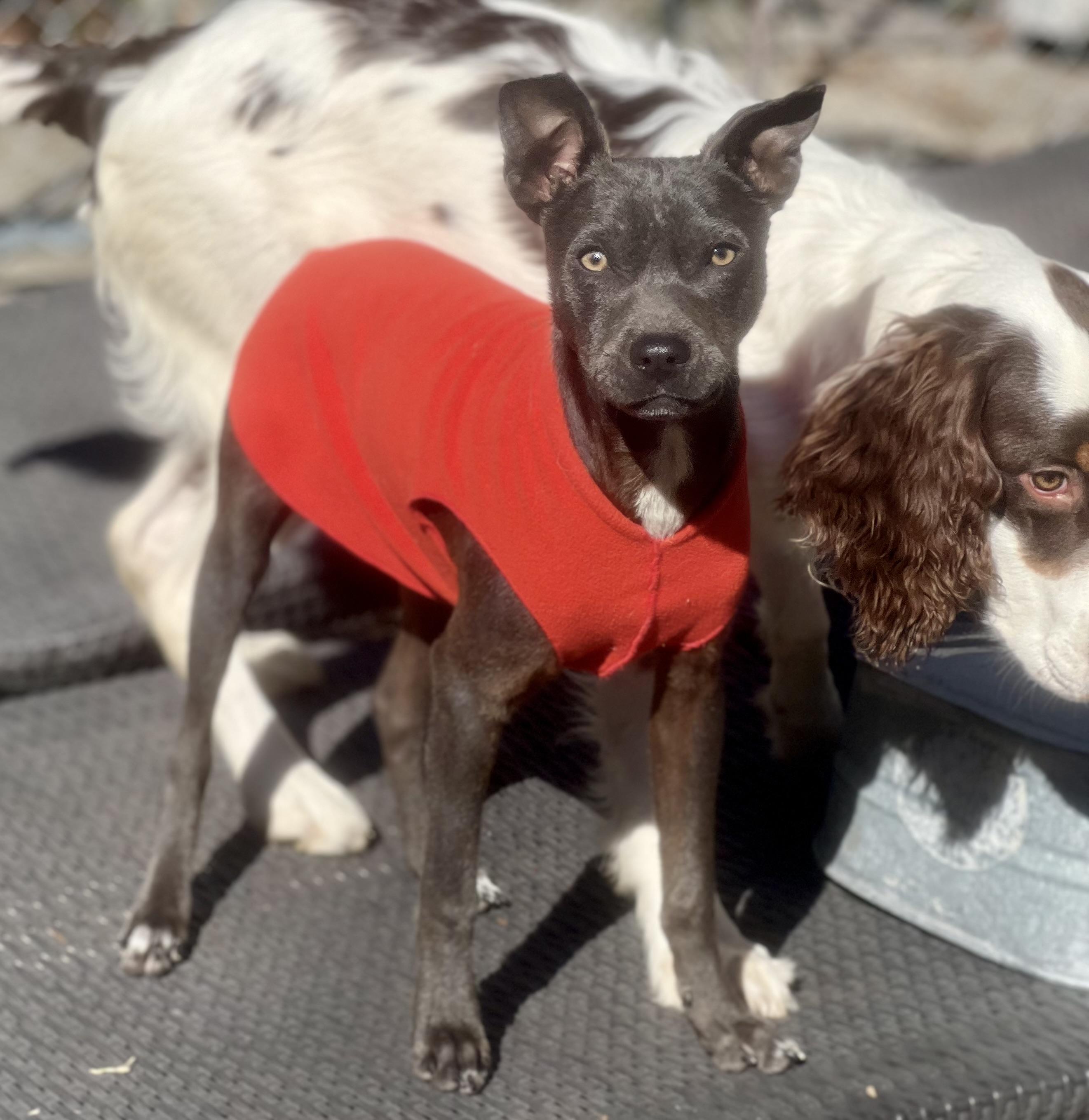 Enlarge Jeeter, a ADOPTABLE mixed breed in Mt Pleasant, SC image 4/4