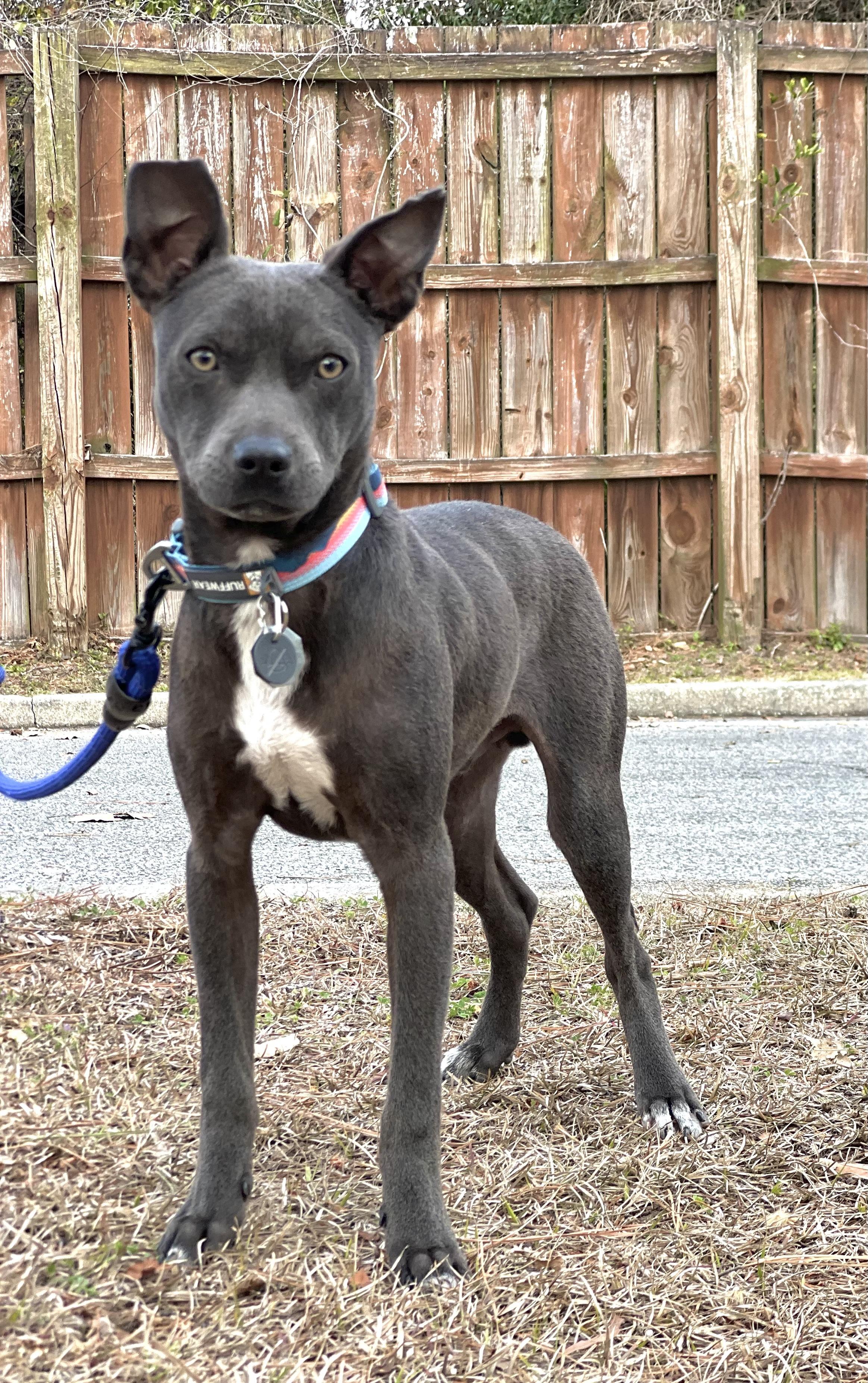Jeeter, a ADOPTABLE mixed breed in Mt Pleasant, SC image 3/5