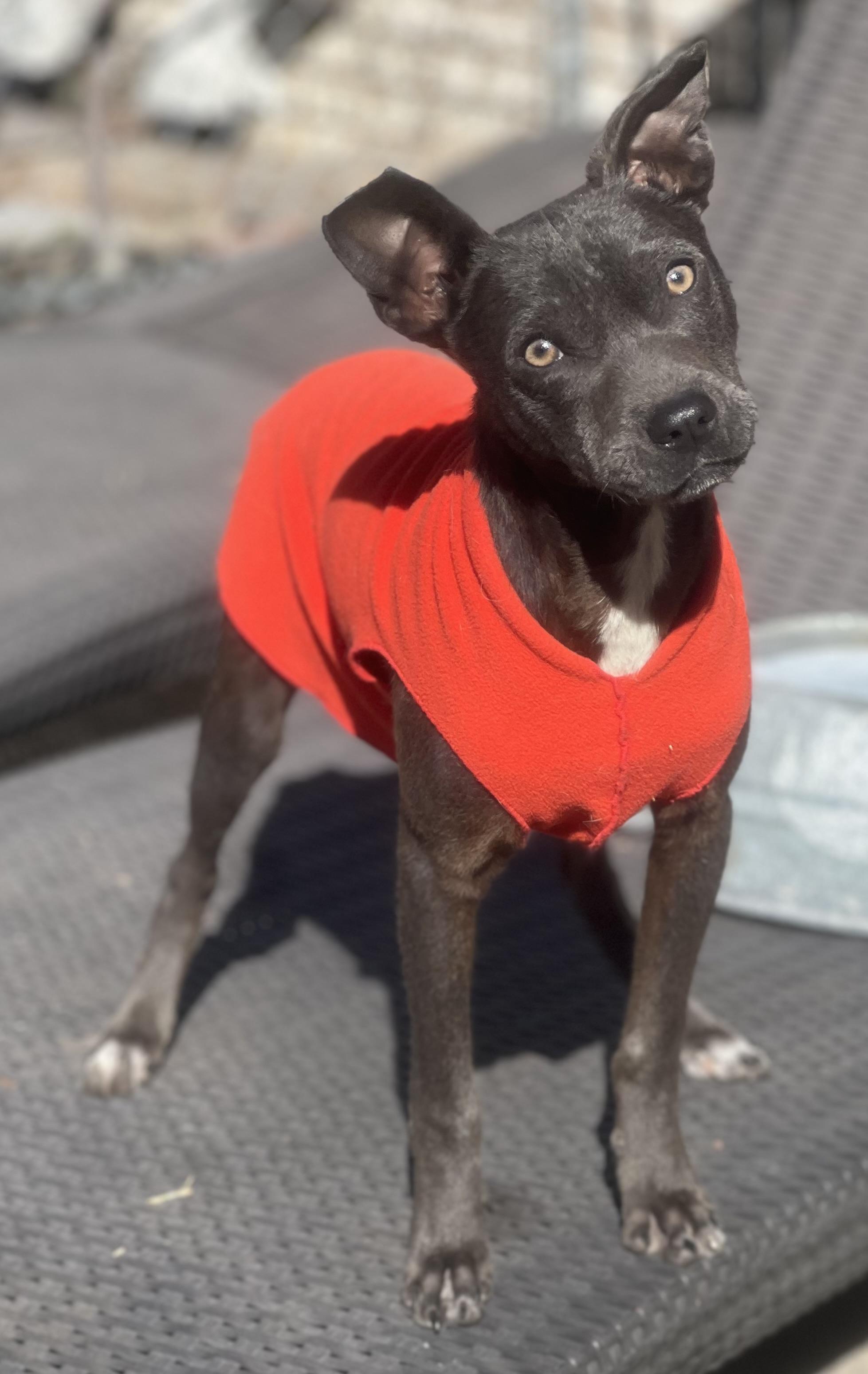 Enlarge Jeeter, a ADOPTABLE mixed breed in Mt Pleasant, SC image 3/4