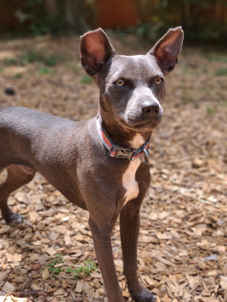 Enlarge Jeeter, a ADOPTABLE mixed breed in Mt Pleasant, SC image 3/5