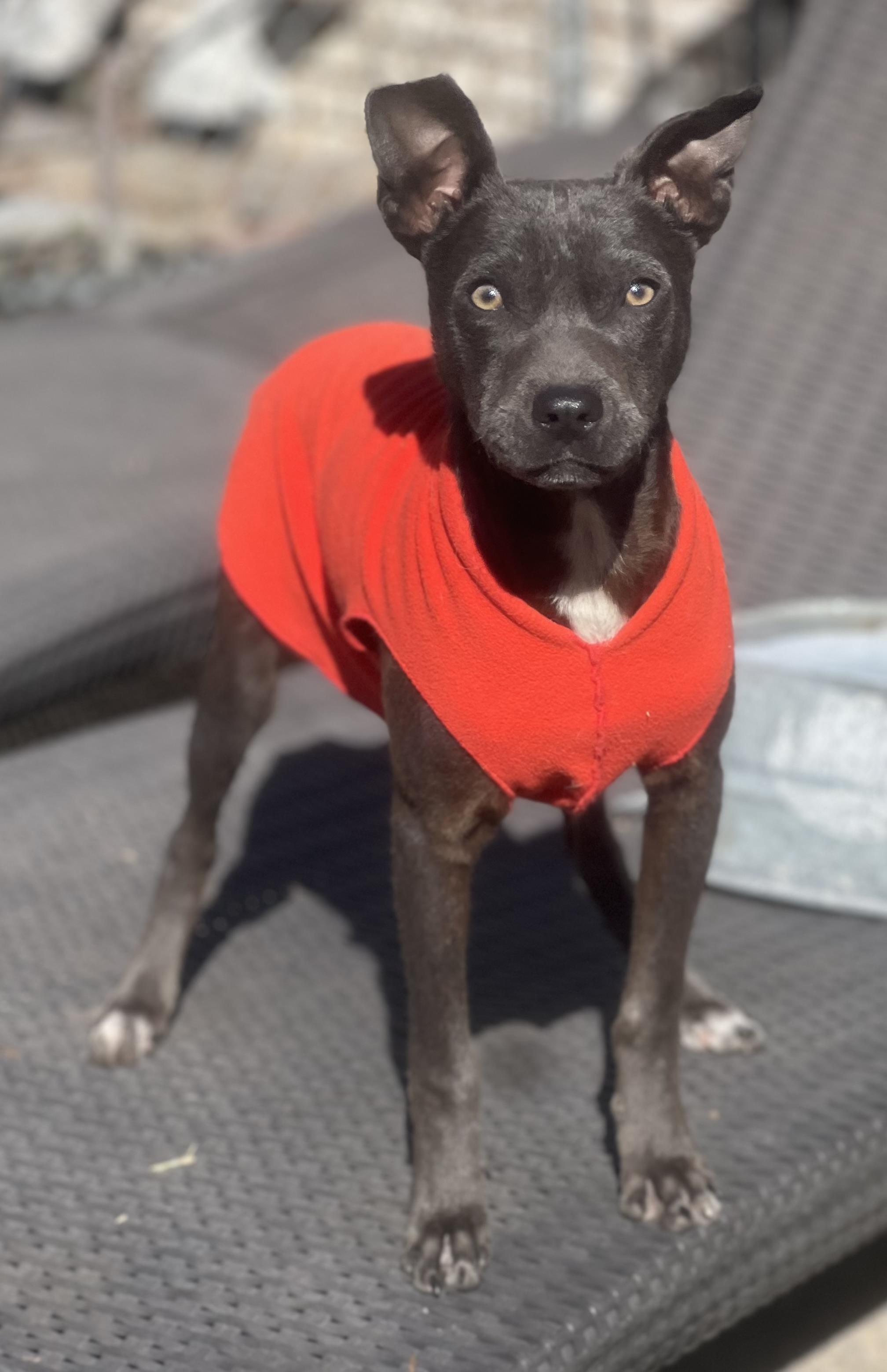 Enlarge Jeeter, a ADOPTABLE mixed breed in Mt Pleasant, SC image 2/4