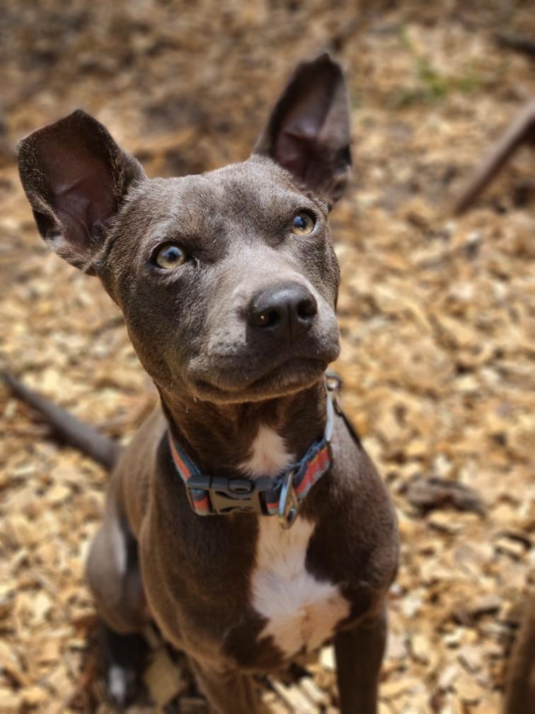 Enlarge Jeeter, a ADOPTABLE mixed breed in Mt Pleasant, SC image 5/5