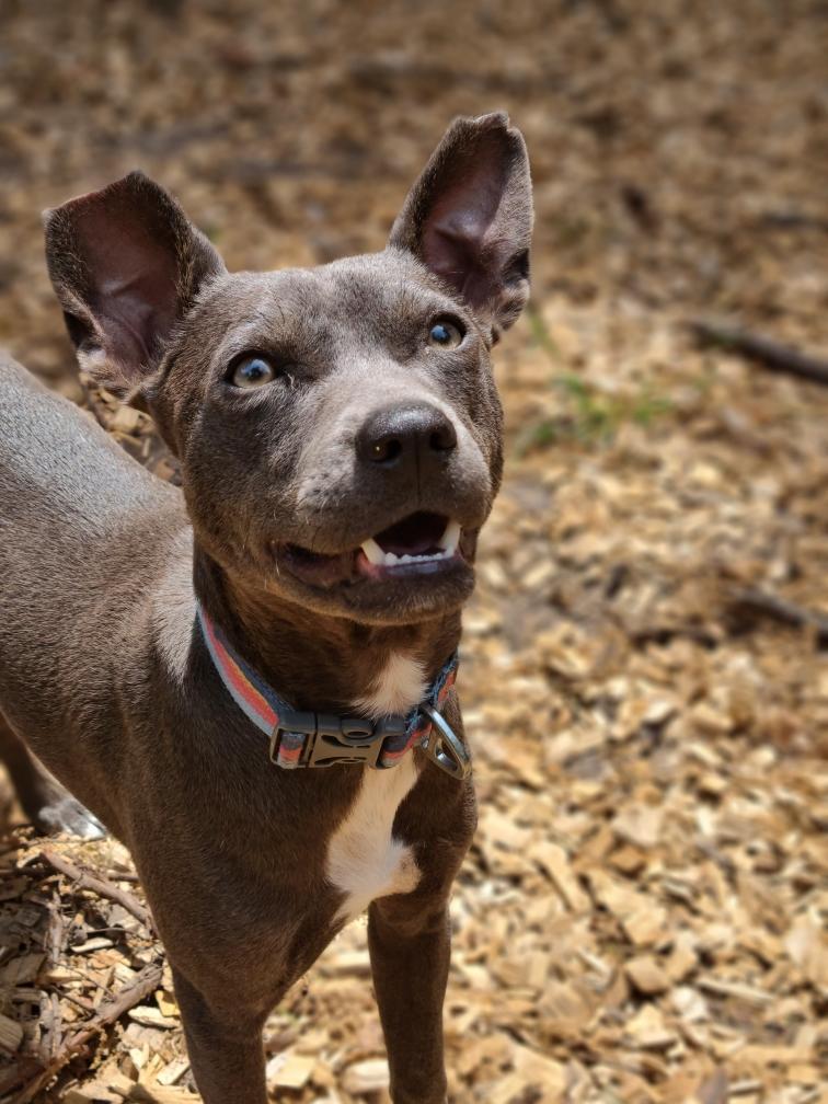 Jeeter, ADOPTABLE, Young Male Mixed Breed.