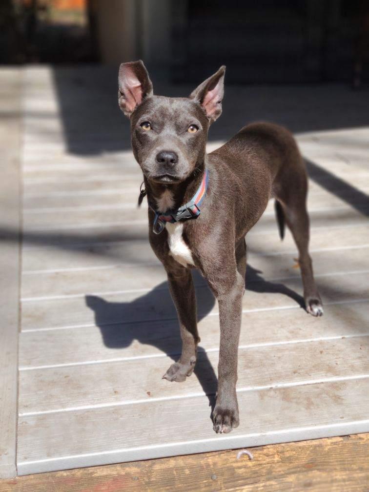 Enlarge Jeeter, a ADOPTABLE mixed breed in Mt Pleasant, SC image 2/2