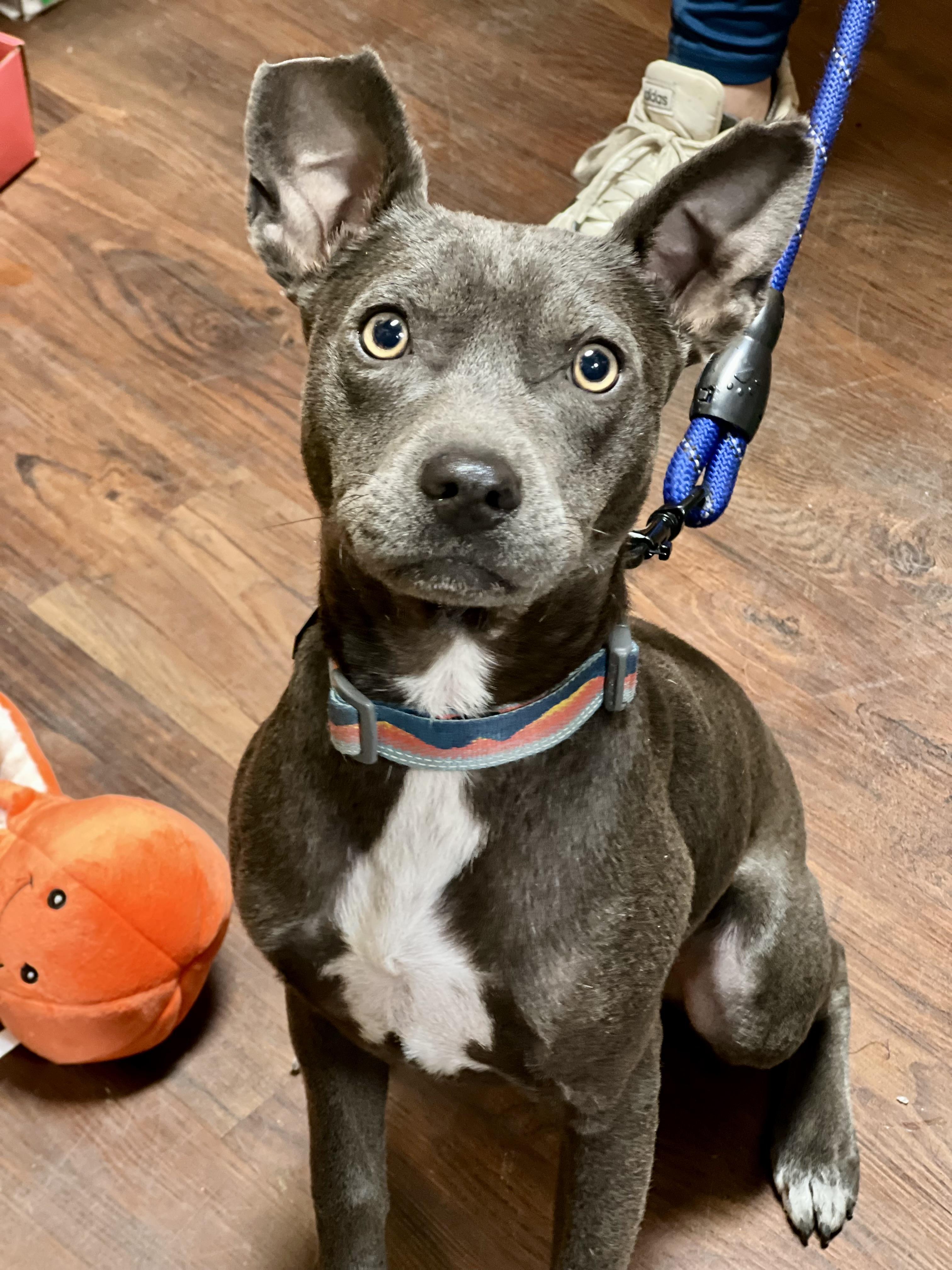 Jeeter, ADOPTABLE, Young Male Mixed Breed.