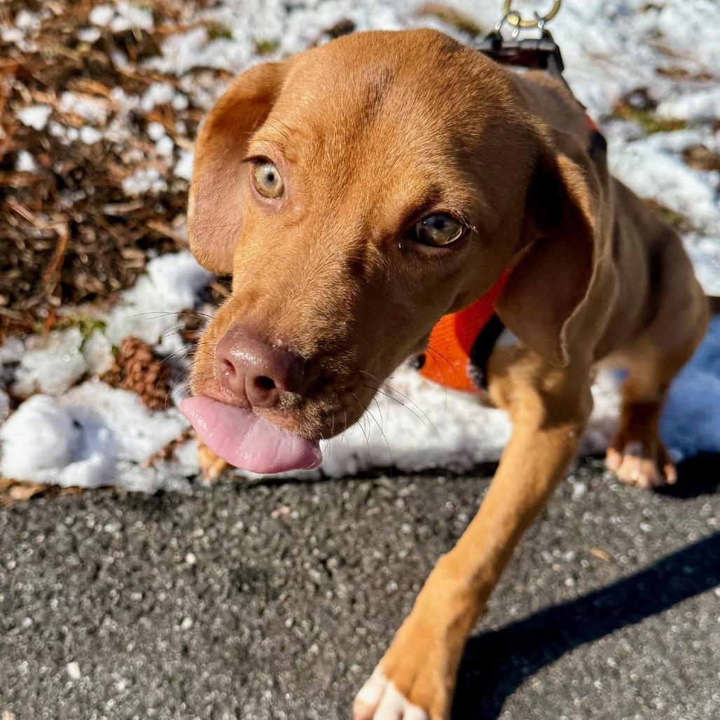 Madame Twinkletoes thumbnail 2