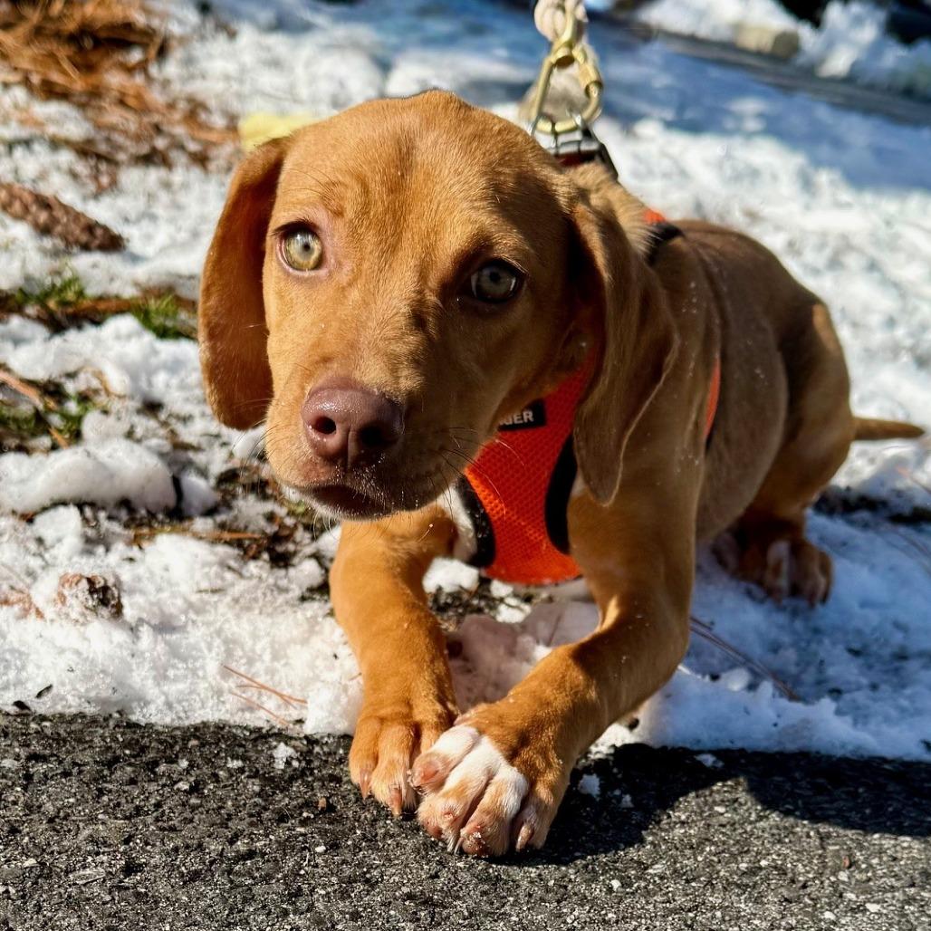 Madame Twinkletoes thumbnail 4