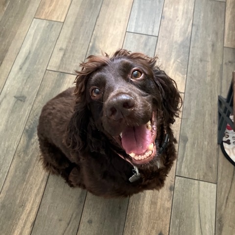 Yogi Bear, Adoptable, Adult Male Boykin Spaniel.