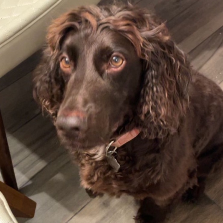 Yogi Bear, a Adoptable Boykin Spaniel in Cape Coral, FL image 6/6