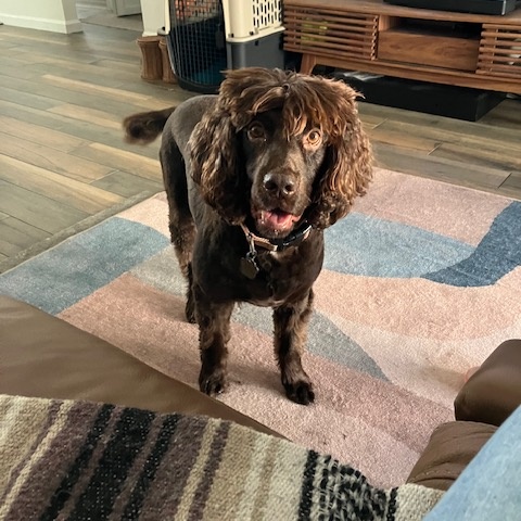 Yogi Bear, a Adoptable Boykin Spaniel in Cape Coral, FL image 2/6