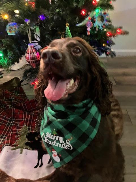 Yogi Bear — thumbnail 4