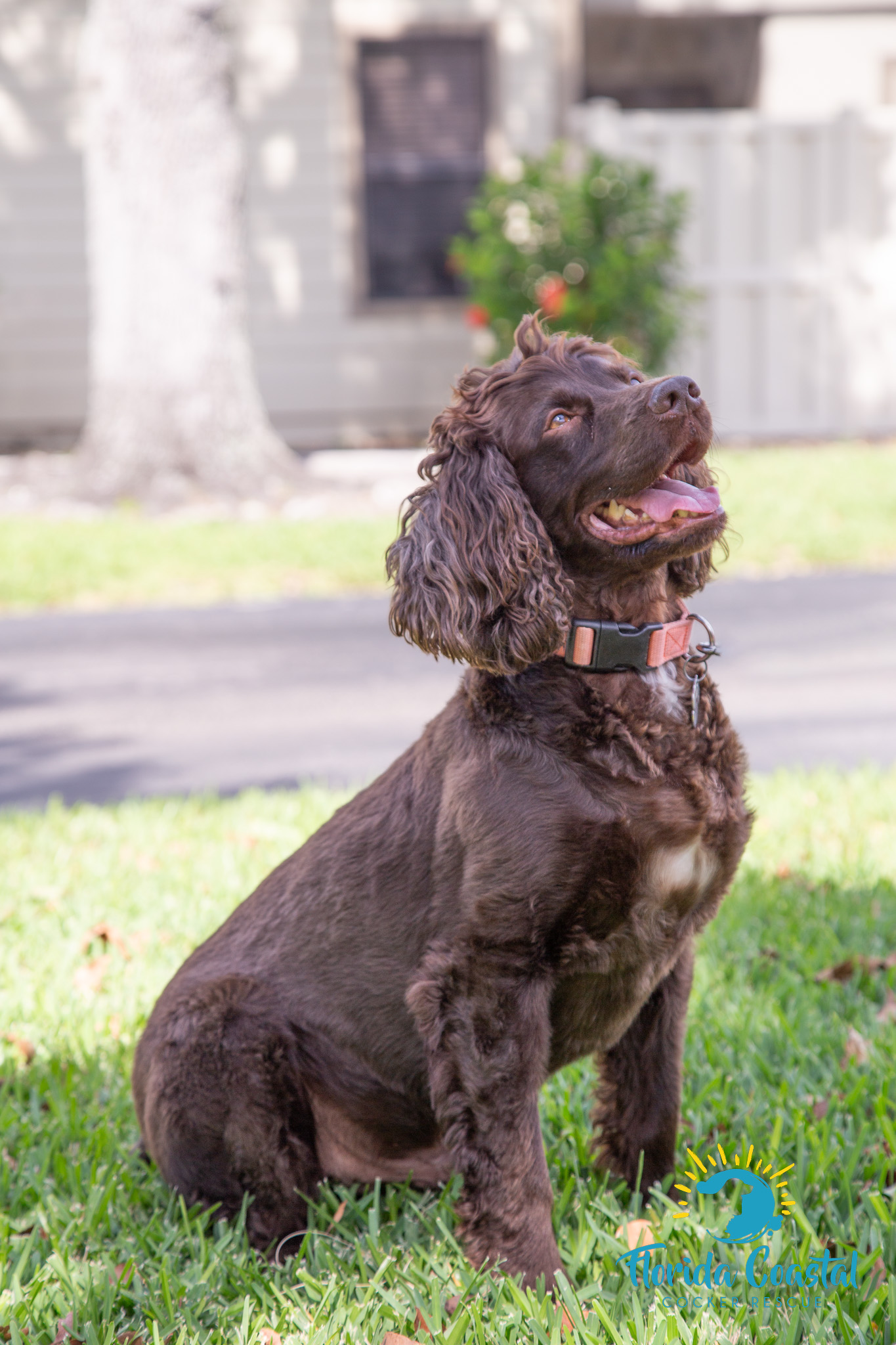 Yogi Bear, a Adoptable Boykin Spaniel in Cape Coral, FL image 4/6