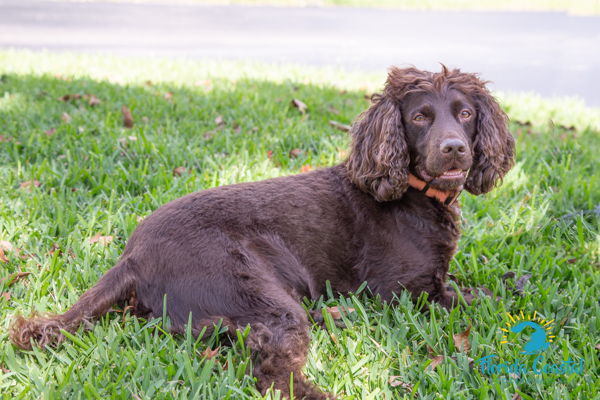 Yogi Bear, a Adoptable Boykin Spaniel in Cape Coral, FL image 5/6
