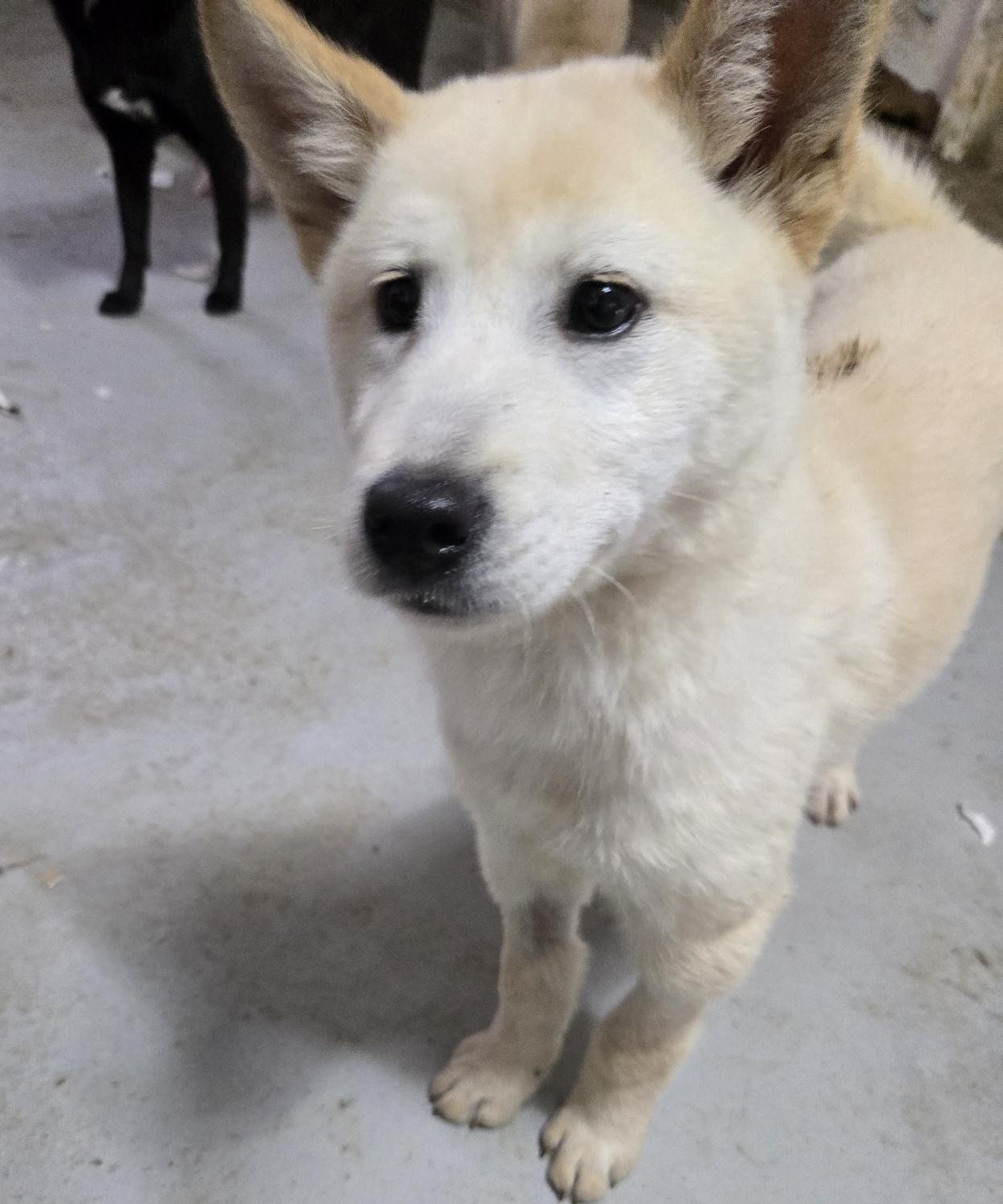 Enlarge PINO, a ADOPTABLE mixed breed in Centreville, VA image 2/3